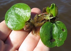 Limnobium laevigatum