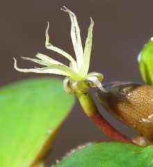 Limnobium laevigatum