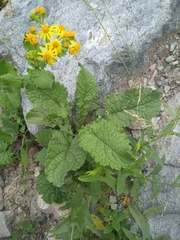 Senecio chrysanthemoides