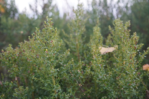 iNaturalist observation photo of coyote brush