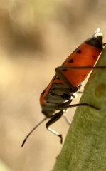 Lygaeus kalmii
