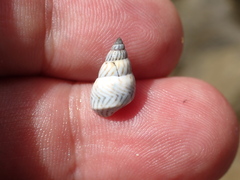 Echinolittorina ziczac