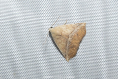 Eublemma crassiuscula