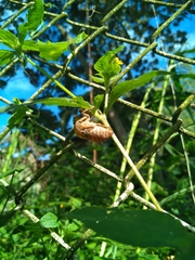 Synedrella nodiflora