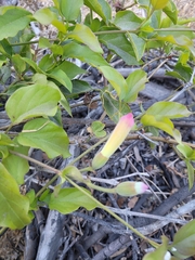 Amphilophium buccinatorium