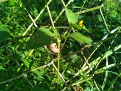 Synedrella nodiflora