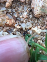 Trichomyrmex