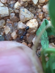 Trichomyrmex