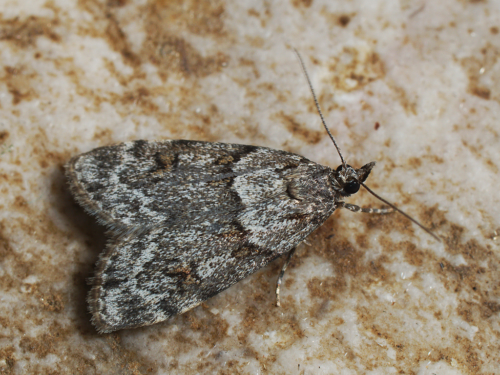 Northern Grey