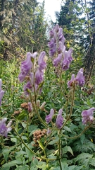 Aconitum septentrionale