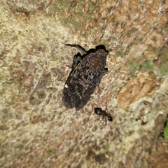 Penthicodes variegatus