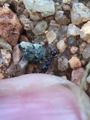 Trichomyrmex