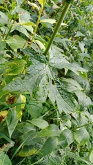 Aconitum septentrionale