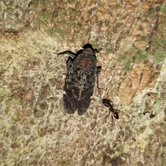 Penthicodes variegatus