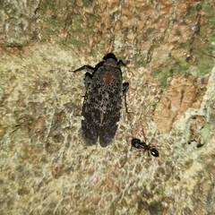 Penthicodes variegatus