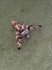 Pseudodyscrasis scutellaris