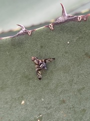 Pseudodyscrasis scutellaris