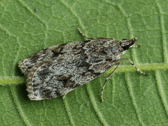 Scoparia basistrigalis