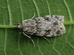 Scoparia basistrigalis