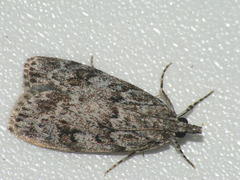 Scoparia basistrigalis