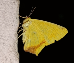 Nepheloleuca complicata