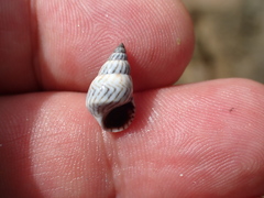 Echinolittorina ziczac