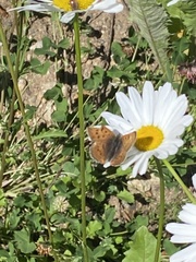 Tharsalea dorcas sangremar