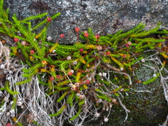 Harrimanella hypnoides