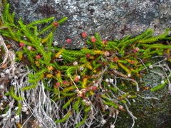 Harrimanella hypnoides