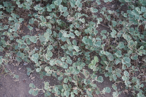 iNaturalist observation photo of alkali mallow
