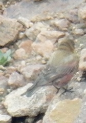 Leucosticte australis