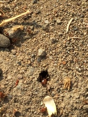 Pheidole californica