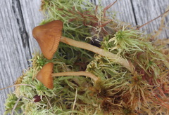 Galerina tibiicystis