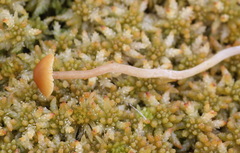 Galerina tibiicystis