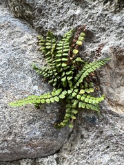 Asplenium trichomanes quadrivalens