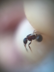 Tetramorium smithi