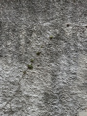 Asplenium trichomanes quadrivalens