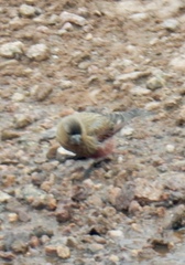 Leucosticte australis