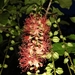 Barringtonia acutangula - Photo (c) guanhong, μερικά δικαιώματα διατηρούνται (CC BY-NC), uploaded by guanhong