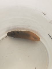 Priapulida
