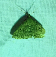 Zanclognatha dentata