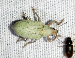 Pachnaeus opalus