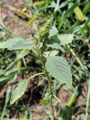 Amaranthus retroflexus