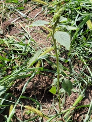 Amaranthus retroflexus