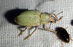 Pachnaeus opalus