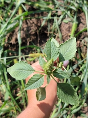 Amaranthus retroflexus