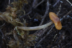 Galerina tibiicystis
