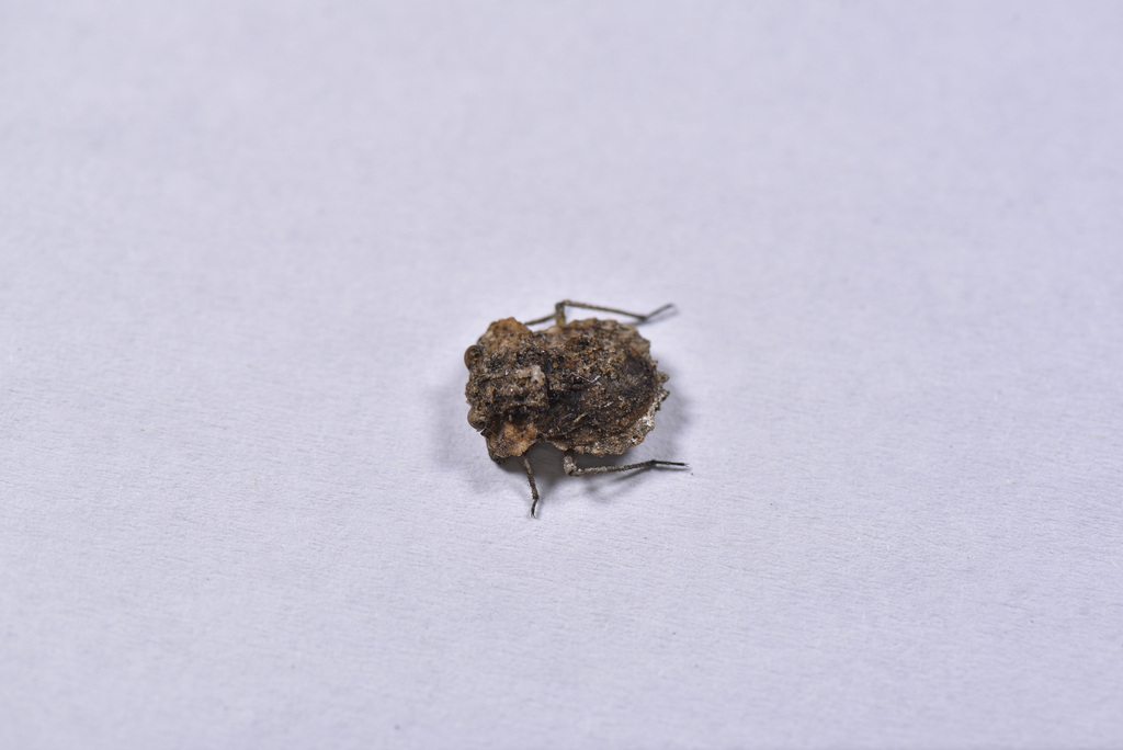 Nathha Insect Nerthra from 中国福建省宁德市蕉城区 on August 01, 2022 at 10:41 PM by ndjiakechong ...