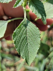 Amaranthus retroflexus