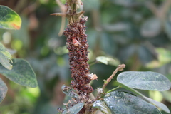 Umbonia crassicornis